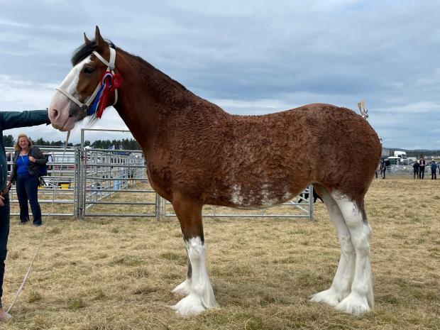 The Scottish Farmer: Ord Moanna from Eric Johnstone lifted the CLydesdale and heavy horse championship